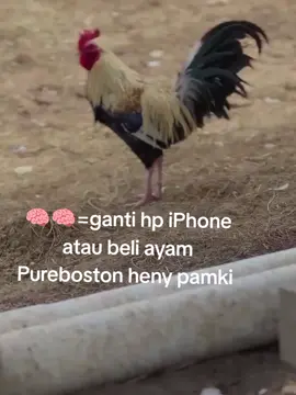 lope lopenya kak #ayamfilifina🇵🇭🇵🇭 #masukfarm #fypシ゚viral #bugissidrap #fyppppppppppppppppppppppp 