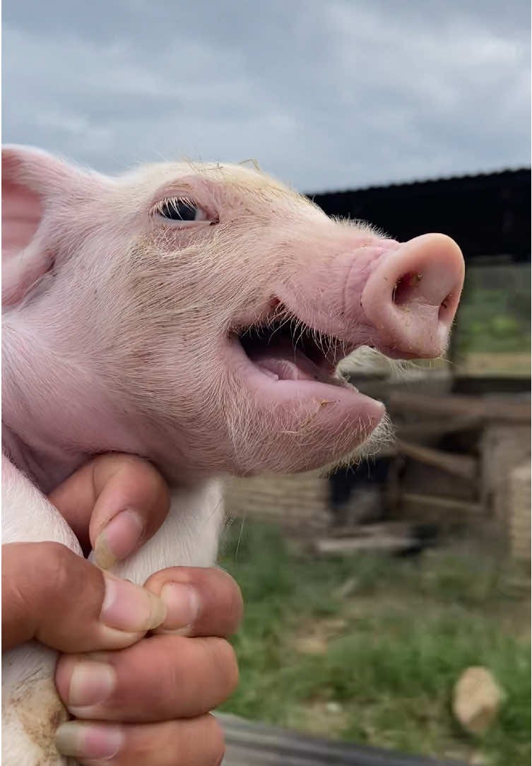 😭😭😭😭 #fy #Ternak #Babi #Samosir 