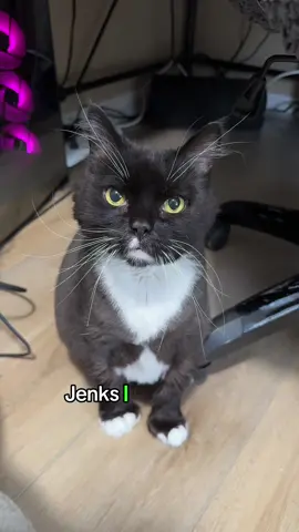 Reasons Jenks needs therapy.  1. Screams like the viral goat every time Ash so much as breathes near her. 2. Has trust issues with the living room because… Other cats exist. 🙄 3. Can’t reach her own butt so I have to book her spa shaves. ##catmomproblems##catsoftiktok##needshelp##catdrama##lostmymind