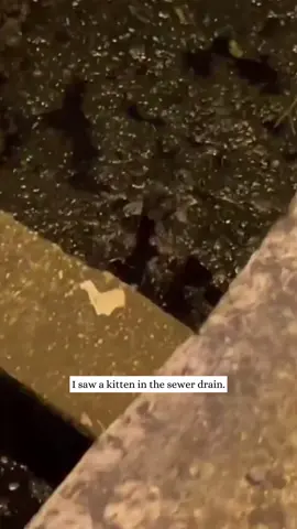 I saw a kitten in the sewer drain,rescued her,and then…#animals #fyp #rescue #kitten 