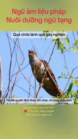 Nhạc chuông chim hót hay nhất 2025 Đây không chỉ là âm nhạc – Đây là liệu pháp chữa lành Dưỡng khí – Dưỡng thân – Dưỡng tâm bằng âm thanh Hồi phục nội lực với âm thanh rung động sâu Tần số chữa lành từ thời cổ đại Thiền cùng âm thanh này – Kết nối nguồn năng lượng nguyên thủy #lieuphapamthanh #musictherapy #amnhacchualanh #amthanhchualanh #soundhealing #vibrationalhealing #healingfrequency #frequencytherapy #songamchualanh #duongsinhdongy #dongy #dongyhoc #duongsinh #khoedepmoingay #tudienkhoedep #tudienchualanh #dongytapluuyen #chualanhtunhien #tiengtrongvangdoi #tiengtrongmelinh #trongluongnghi #trongvietnam #trongdanct #truyenthongamnhac #trongdongy #trongchieuchualanh #haokhidonga #dongaychi #khichatdongphuong #khiviet #vietnampride #tinhthancodai #truyenthongphuongdong #thienchualanh #noicong #thiendongy #thientrongaudio #noikhi #khiquyentruyen #chualanhthantam #congphuhoithuong #truyencamhung #khoedepcungnhau #congdongchualanh #truyenthongviet #vanhoadongphuong #duongvesucmanhnoi #mocannhien  #mocanhien.  #mocannhientherapy  #amnhaccotruyen #amnhacdantoc #thocavietnam # #HealingSounds #AncientVibes #BabyHealing #SoftEnergy #PureSoul #InnerChildHealing #PeacefulVibes #GentleAwakening