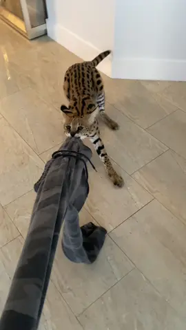 #pov #fijithekat #cats #animals #fyp 