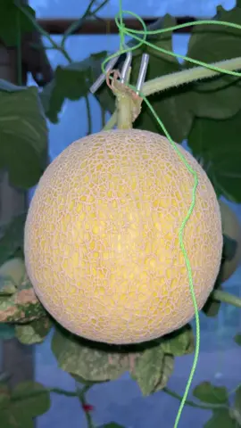 H-5 panen insyaallah 🤗 #fypシ゚viral🖤tiktok #fyppppppppppppppppppppppp #hydroponic #melon #🍈 