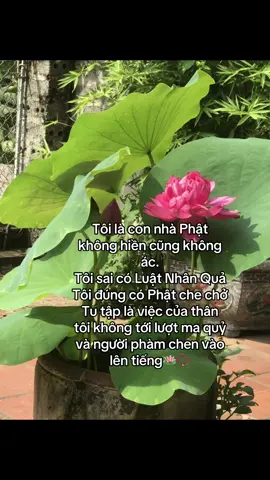 Tôi là con nhà Phật không hiền cũng không ác. Tôi sai có Luật Nhân Quả Tôi đúng có Phật che chở  Tu tập là việc của thân tôi không tới lượt ma quỷ và người phàm chen vào lên tiếng🪷📿