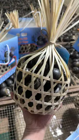 Ốc gác bếp nhà em luôn sẵn số lượng lớn, nhà em có đổ sỉ nha #oclacgacbeptuyenquang 