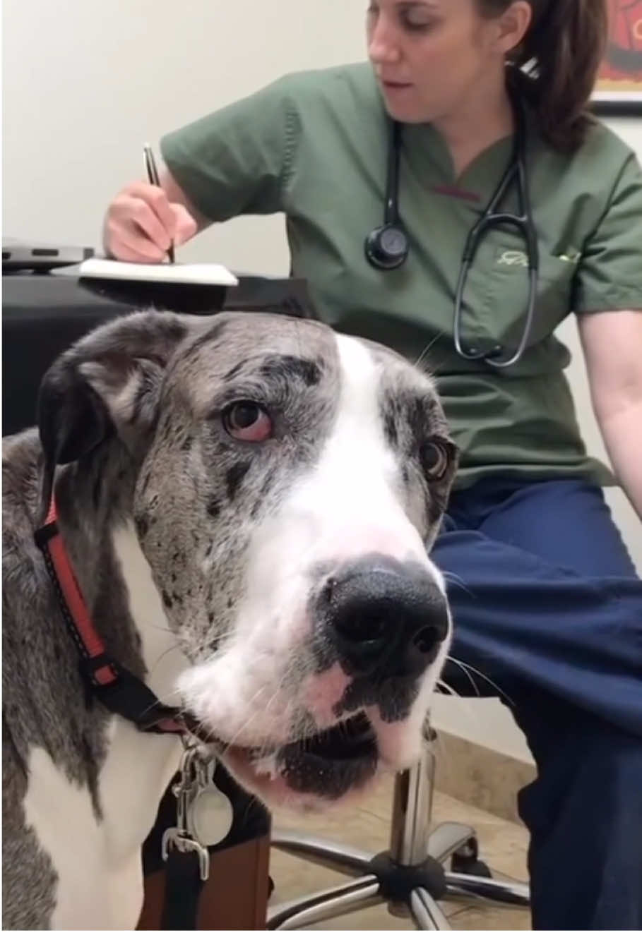 The Great Dane’s large size gives people a sense of contrast #greatdane #dog #fyp #dogsoftiktok #funnydogs #doglover 