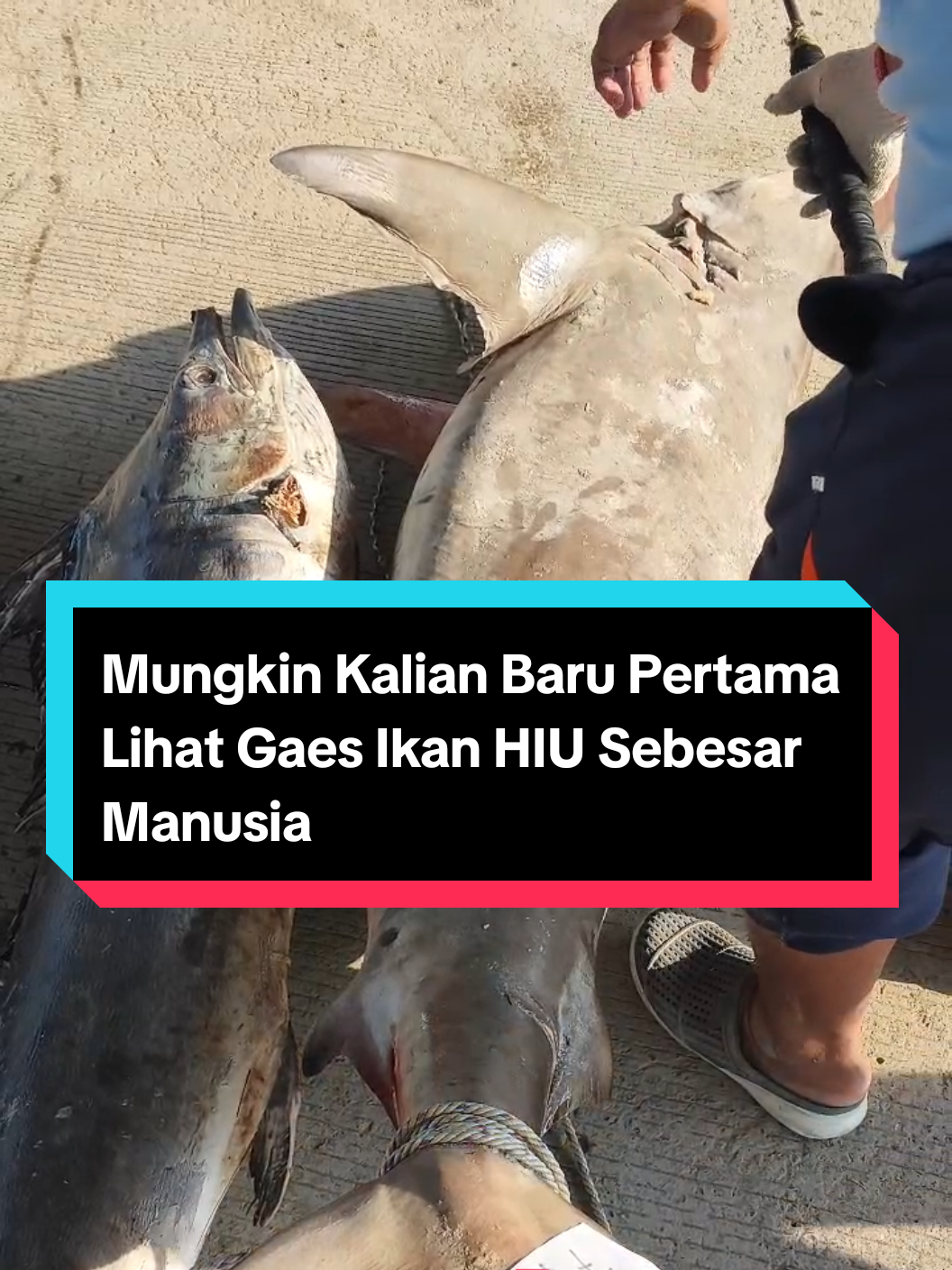 mungkin kalian baru liat gaes ikan Hiu sebesar manusia. selain ikan hiu ikan Layaran atau ikan setuhuk juga besar-besar. ikan Layaran mirip banget sama ikan marlin. ikan ini biasa hidup di perairan dalam.  #berandafypシ #fyppppppppppppppppppppppp  #perikananindonesia #fypage #hiu 