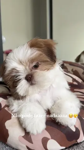 #fy #shihtzu #filhotes #maedepet #meupet 