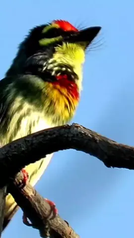 Burung Chopper Smith Barbet – Si Pemakan Buah dengan Suara Unik! #ChopperSmithBarbet #BurungPemakanBuah #FaktaBurung #BurungUnik #BurungEksotis #SuaraBurung #BurungCantik #BurungAsia #FaktaSatwa #PinginTauGa 