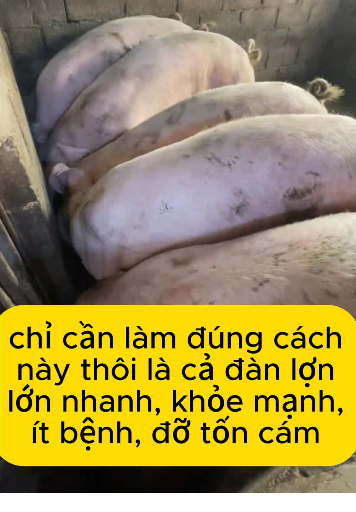 Bà con chăn nuôi tham khảo bí quyết nuôi lợn mau lớn #channuoi #channuoiheo #vobeoheo #greenfree 