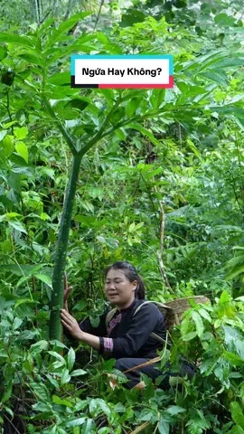 Ngứa móc họng một lần rồi mà vẫn không chừa à #caynua #caynuakhonglo #amthuc #food #maithomchuyenvungcao 