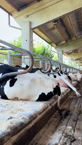 That‘s our idea of perfection 🐄✨ #dairying #livestockcare #animalcomfort #agriculture #dairyfarming 