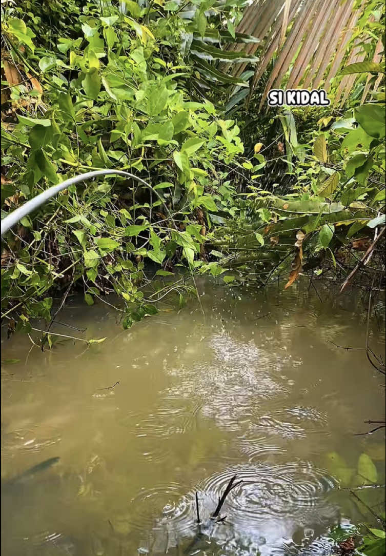 spotnya serem ikannya marem #SIKIDAL #fyp #fypage #mancing #fishing 