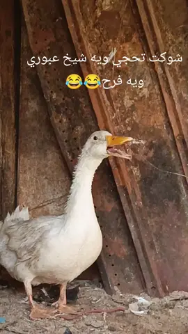 #شعلصيني  شعبصيني ماله حل 😂😂😂😂😂😂