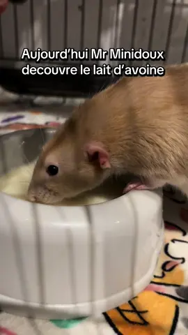 “Breaking news : trois rats découvrent qu’on peut boire… et faire trempette en même temps.” #rats #PetsOfTikTok #nocturat #oatmilk #ratsoftiktok 
