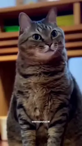 Cat 🐈 You quickly empty this toilet👀👀👀😜😿😭😡#fypシ゚viral #funny 