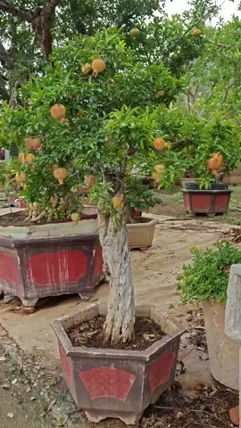 trực đẹp#tiktoklive #xuhuong #luubonsai #lựuđỏ #bonsaimini 