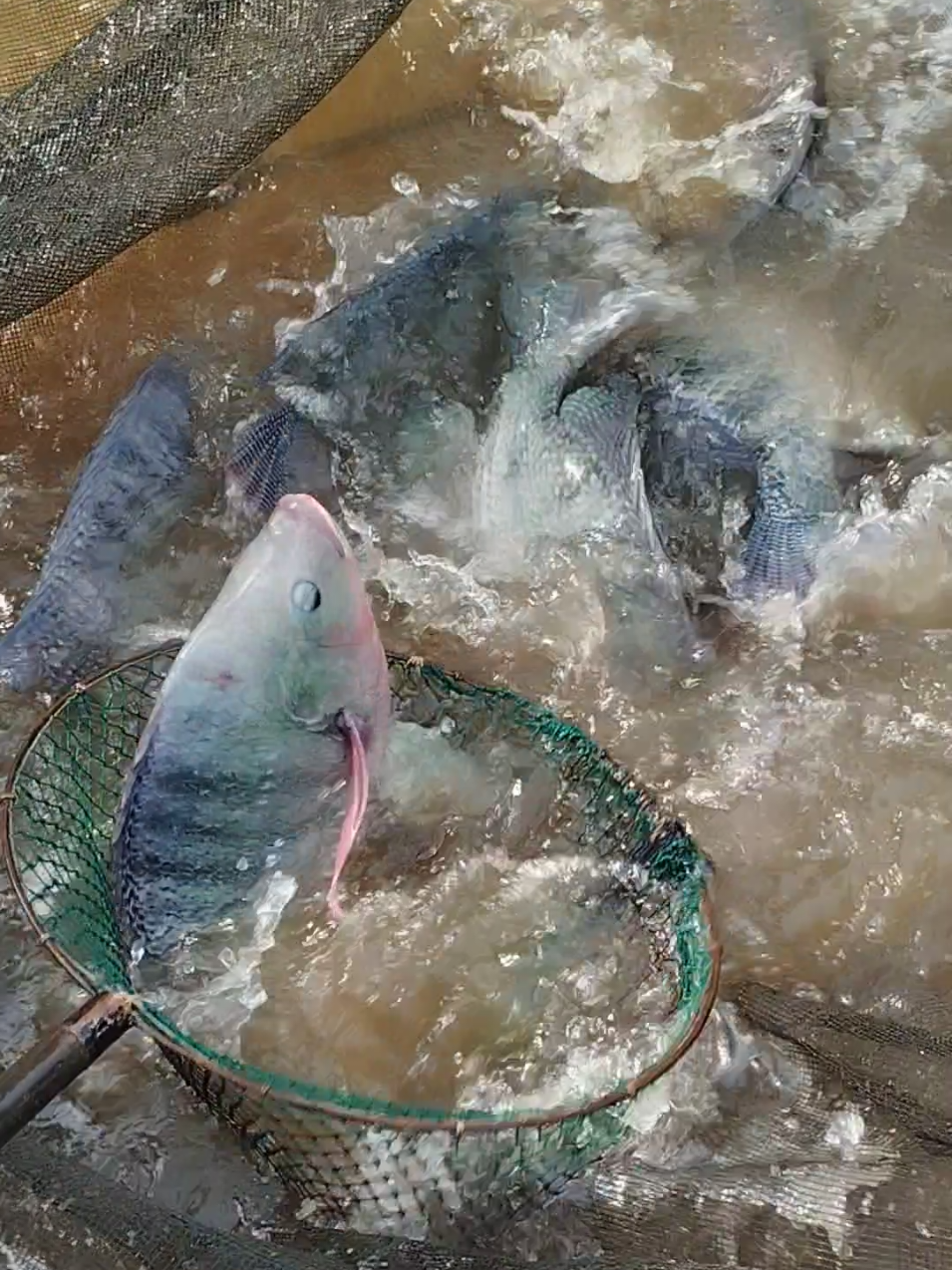 Suka semangat nih kalo posting tentang sesi pemilihan Indukan Ikan Nila Babon / Monster yang bagus.. 😍 Disclaimer dulu ya tidak semua Ikan Nila Babonan bagus.. Jangan asal pilih babon , tidak semua pasti bagus.. 🫣  Tapi kita selaku pembudidaya perlu untuk menyortir indukan / calon indukan yang mana yang menurut kita bagus.. Baik indukan / calon indukan Jantan dan Betinanya.. 😌 Di Video ini Mang Luki spill Indukan dan Calon Indukan mulai dari bobot 1Kg+ sampai 5Kg+.. Sesi ini kebetulan kita lagi seleksi calon - calon baru untuk proses pembesaran lagi minimal yang bobot 1Kg+ menjadi bobot 2Kg+ untuk kita masukan ke kolam Indukan TJ Fish Farm's.. 🔥 Nah ini Mang Luki spill Sebagian Indukan