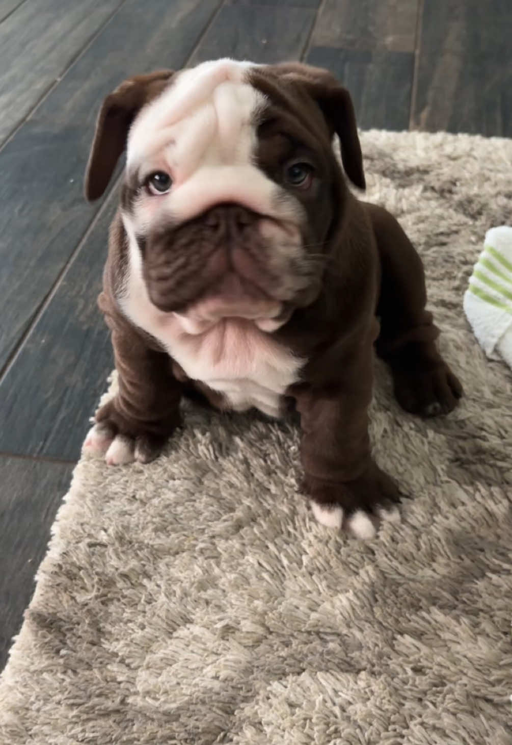 Rawrrrrr 🐅 #bashthebulldog #englishbulldog #puppy #bulldog #fyp 