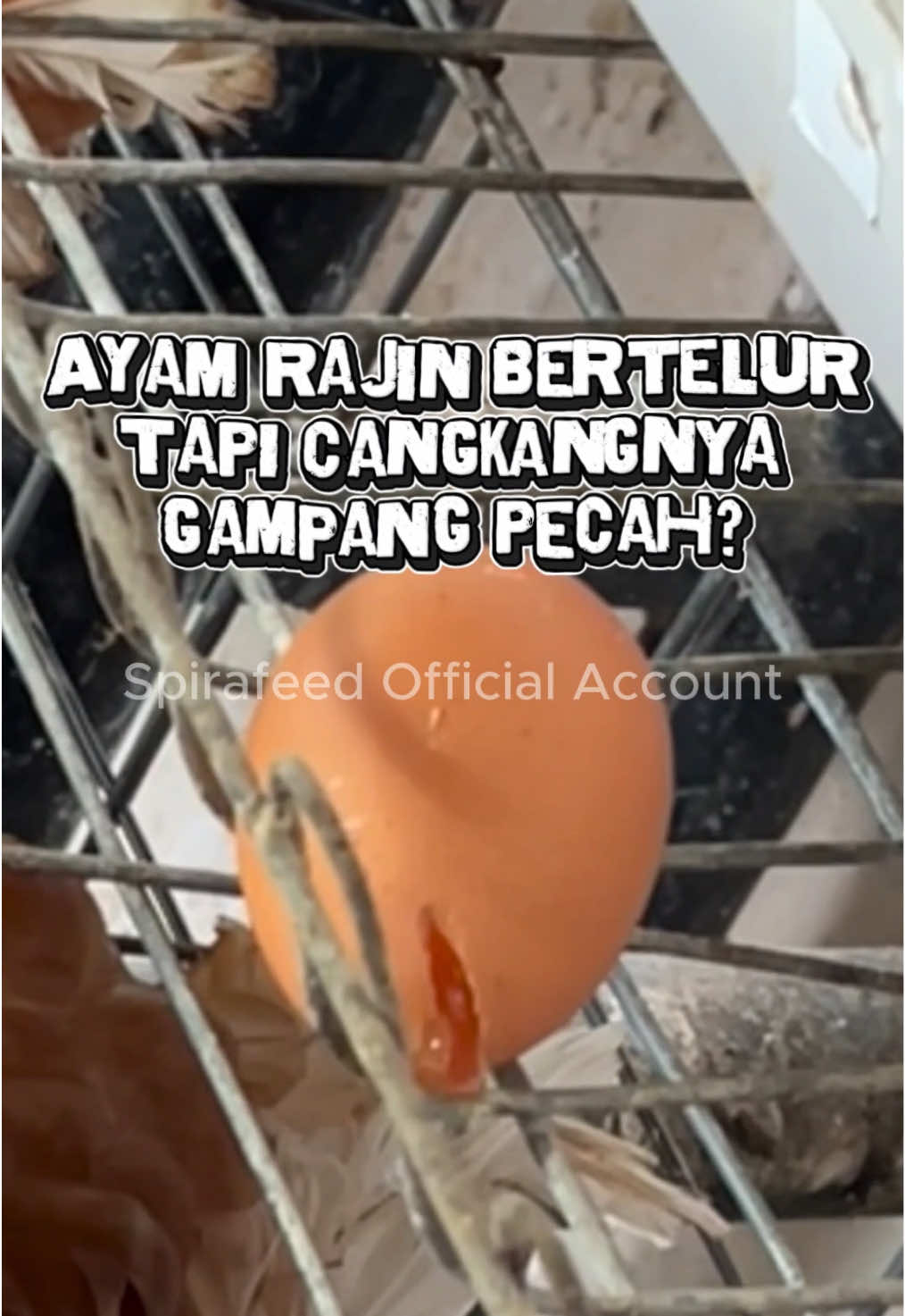 Punya masalah yang sama?! Bisa jadi ayammu kekurangan nutrisi ini🧐 #ayampetelur #telurayam #peternakayam #spirafeed #promoseruweekend 