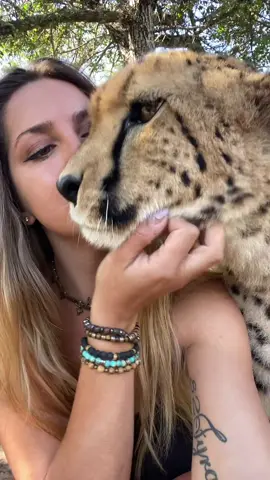 Duma 🥰 #fyp #cheetahpurr 