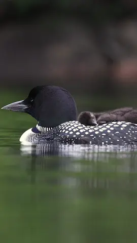 Sleepy loon on mom’s back #baby #cute #nature #travel 