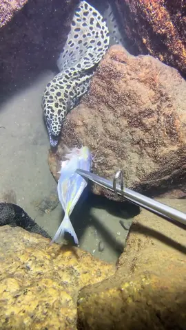 I actually missed two opportunities today 😭#fishing #seafood #fyp #sea #gotosea 