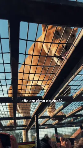 Esse é pra quem ama aventura (e muitos bichinhos de pertinho)! Imagina ver um leão a poucos passos de você (com total segurança, claro), alimentar bichinhos com as próprias mãos ou se emocionar com o olhar de uma girafa?  Agora imagina viver tudo isso no meio de uma paisagem linda no interior do Chile! O Parque Safari é um passeio inesquecível e muuuito divertido, perfeito pra todas as idades! Tem interação com os animais, mini zoológico e MUITAS fotos fofas pra guardar pra sempre. Destaques do tour: * Safari Leões (sim, você entra na jaula com um carro enjaulado!) * Safari Herbívoros (pra alimentar de pertinho!) * Parque para crianças + área de alimentação É passeio de um dia completo e a diversão é garantida! Ideal pra famílias, casais, grupos de amigos... e pra quem ama natureza e quer viver uma experiência diferente e cheia de emoção! Quer incluir esse tour no seu roteiro? Fala com as nossas consultoras pelo WhatsApp e vem viver essa aventura com a gente! #WeLoveChile #ParqueSafari #chile #passeiosnochile