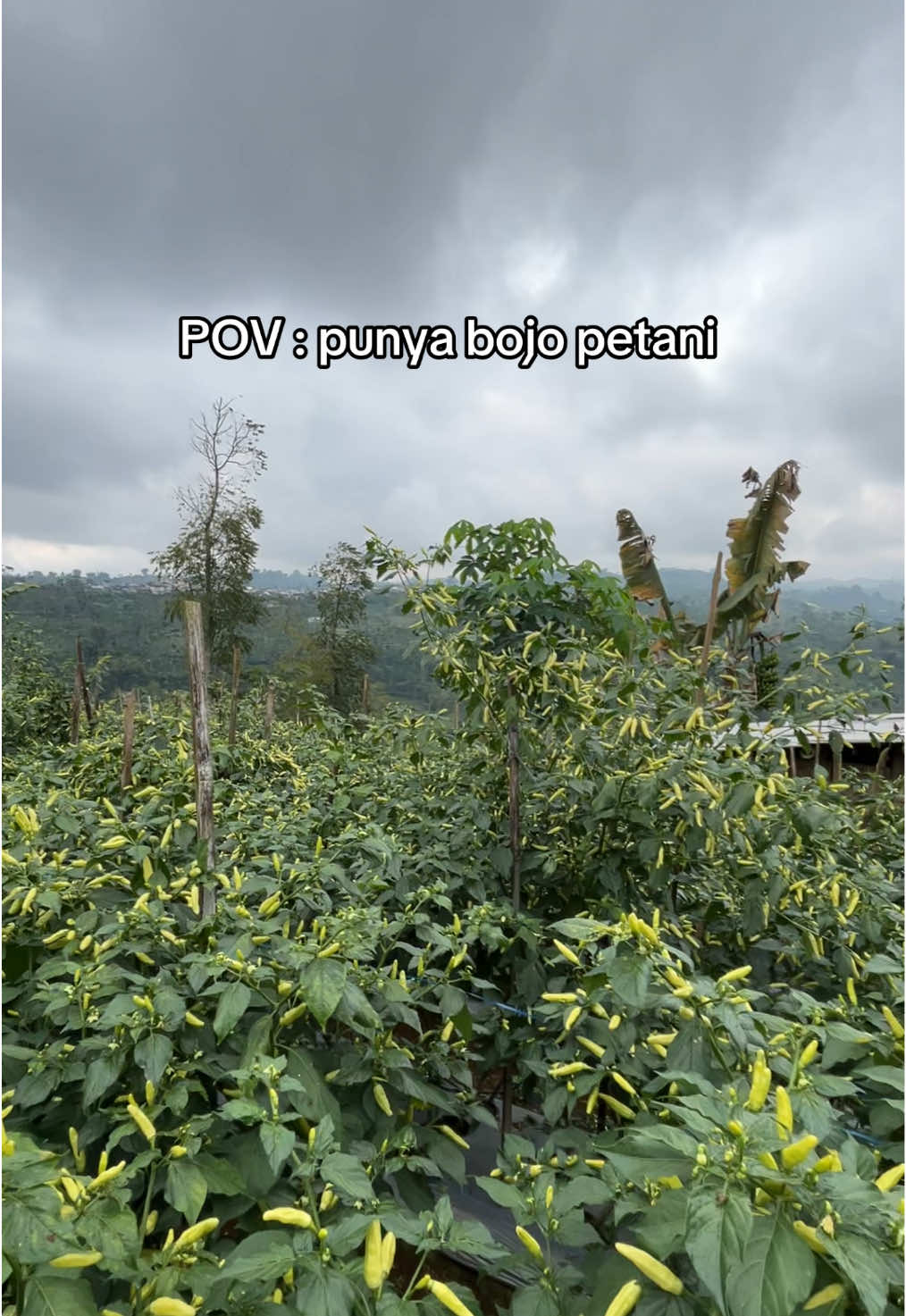 Masyaallah Tabarakallah 🤍 #petani #petanimuda #petaniindonesia🇮🇩🇮🇩🇮🇩🌿🌿 #petanigenz #cabairawitmerah 