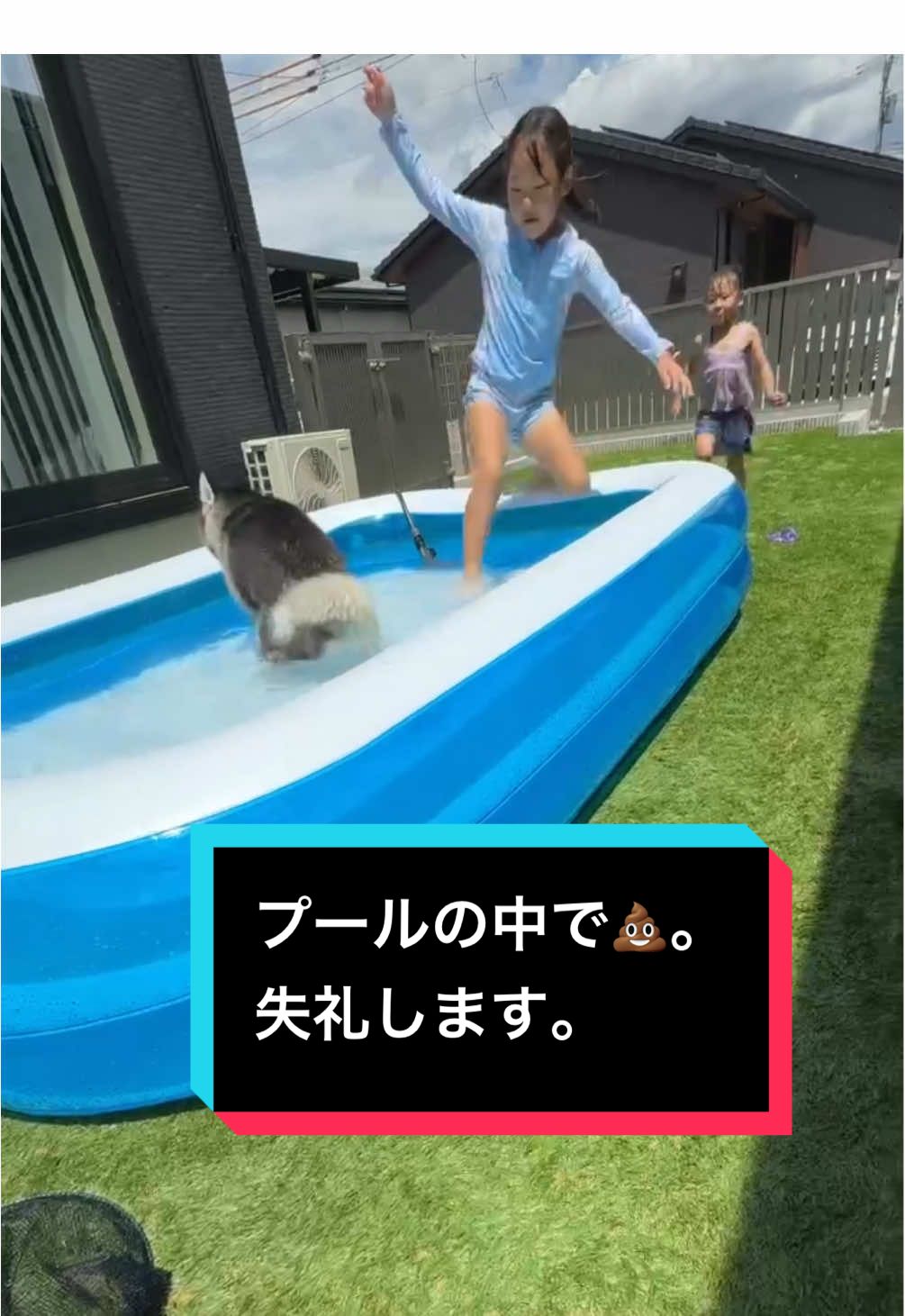 プールの最中に中で💩。この日はプール終了！子供達の緊急回避能力高い！笑 #プール #シベリアンハスキー #ハスキー #うんち #事件