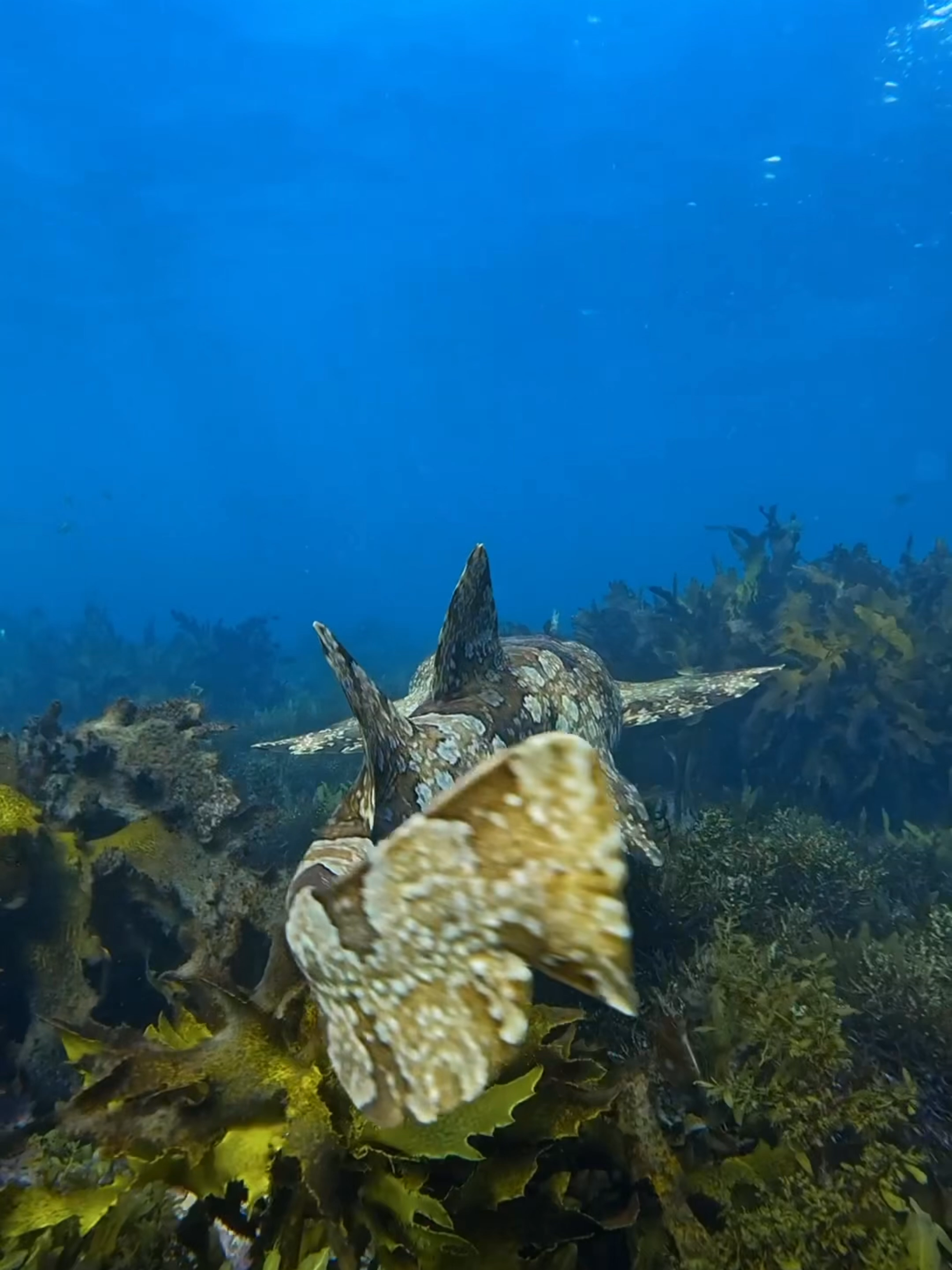 Wobbegong sharks are amazing #shark #hawaiian #hawaii #ocean #viral #fyp #oceanlife #SaveTheOceans #nature #wildanimals