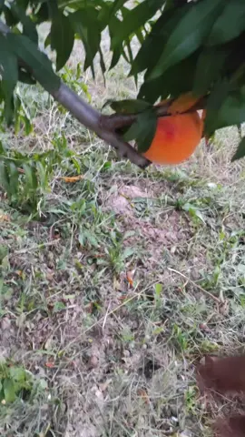 Así es como aprovechamos los melocotones y como disfrutamos de mermelada de calidad todo el año. Pasos por si te animas: Lava la fruta y troceala. Añade azúcar en proporción 1 a 1/2 (por cada kilo de fruta, medio de azúcar) Deja reposar 10 minutos el azúcar con la fruta. Añade el zumo de un limón exprimido. Enciende el fuego y por a calentar la fruta troceada. Con una batidora muele todo. Calienta la papilla y retira la espuma. Cuando hierba por unos minutos, retira del fuego. En tarros de cristal previamente esterilizados, pon la mermelada. Ponlos al baño maría para asegurar el cierre hermético. Hazte unas crepés y unta tu mermelada. A disfrutar! #paratiiiiiiiiiiiiiiiiiiiiiiiiiiiiiii #murcia #agricultura #cehegin #huerta #campo #natural #verano #melocoton #mermelada #rural #durazno 