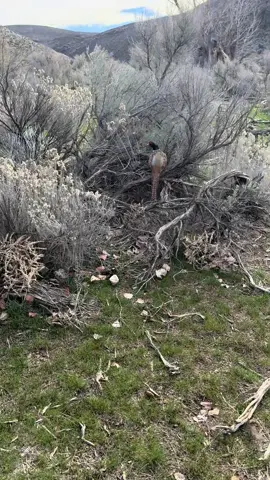 Guided pheasant hunting season is just around the corner. #redshunting #huntingpreserve #uplandhunting #pheasanthunting 