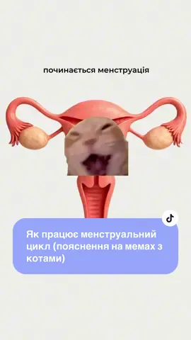 Як відбувається менструальний цикл?  Пояснимо на мемах з котами 😄 #клінікафеськова #менструальнийцикл #місячні #менструація #овуляція 