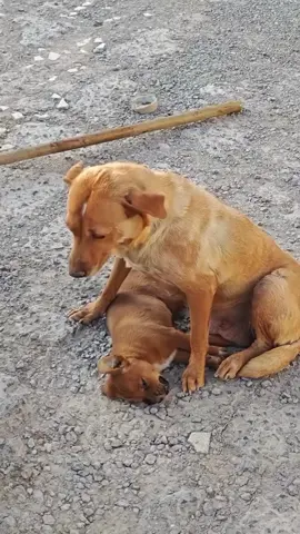A mother's pain is deep-her cries echo for her injured puppy. We're doing everything we can to help, but we can't do it alone. Please keep them in your prayers and consider supporting their healing journey. Link in bio to help.
