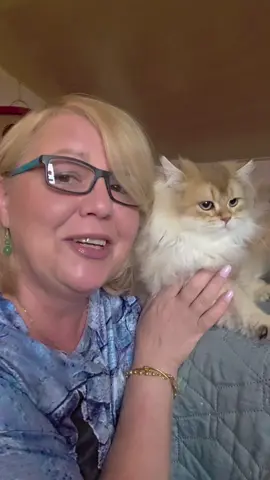 Новости про Петю 🐈❤️❤️##kitty #britishcats #longhaircat #britischekatzen #котята 