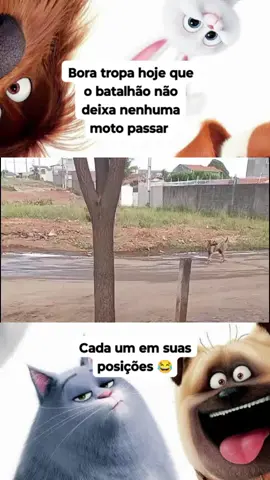 #cachorro #animaisengraçados #animaisfofinhos #animaisnotiktok 