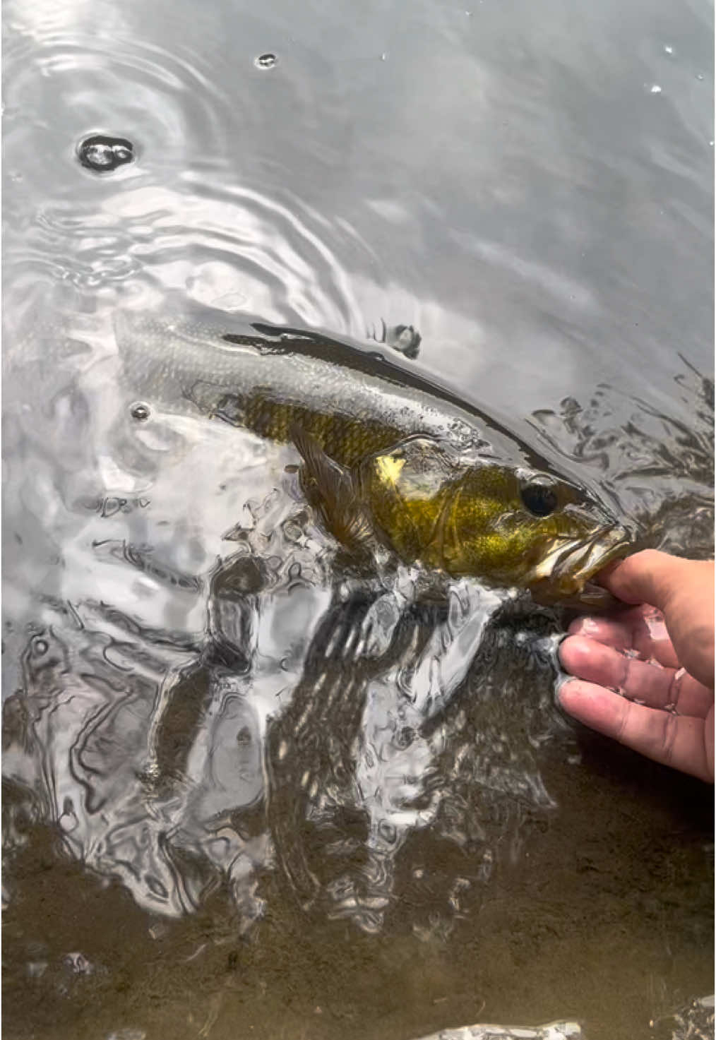 River smallmouth. #fishing #smallmouthbass 