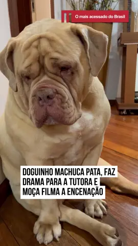 🐶 Bruce não é um simples #cachorro. O buldogue é formado em atuação pela Escola Canina Internacional de Artes. No #vídeo, o #pet mostrou tudo o que aprendeu na instituição para a tutora.  O cachorro machucou a patinha e fez um drama digno de qualquer premiação do Oscar. Para mimar ainda mais, a tutora deu atenção que o cão estava precisando e a cena só fez os seguidores se derreterem ainda mais pela fofura do Bruce. #EntretêNews Ele sempre consegue o que quer 😂 🎥 @Bruce_obuldogue (ig) | @myhoodbr