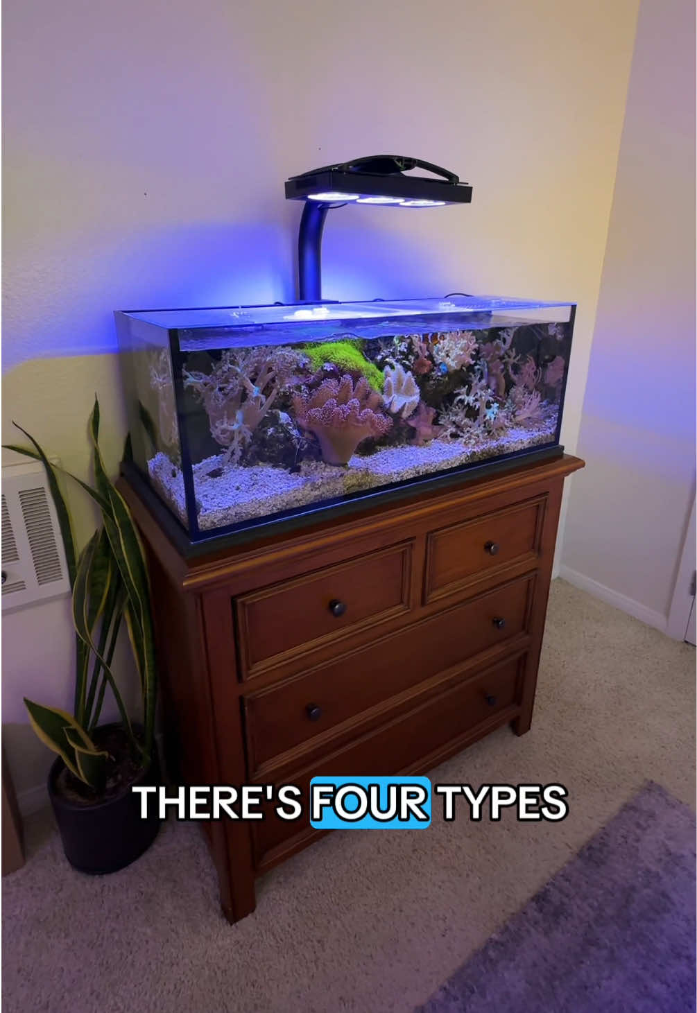 Which one are you??? #fyp #aquarium #reeftank 