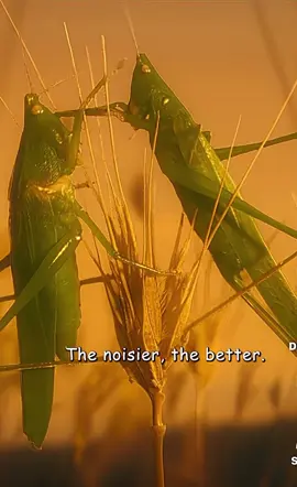 A weakness into power, and power into weakness. The Grasshopper & the Bat 