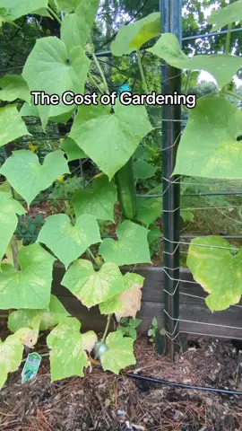 Worth Every Penny 🥒 . #gardeningtok #gardeninghumor 