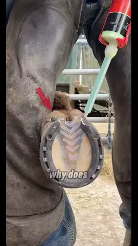 #fyp #fypシ゚ #blowup? #meme #funny #viral #viralvideos #CapCut #jet2holidays #brainrot 