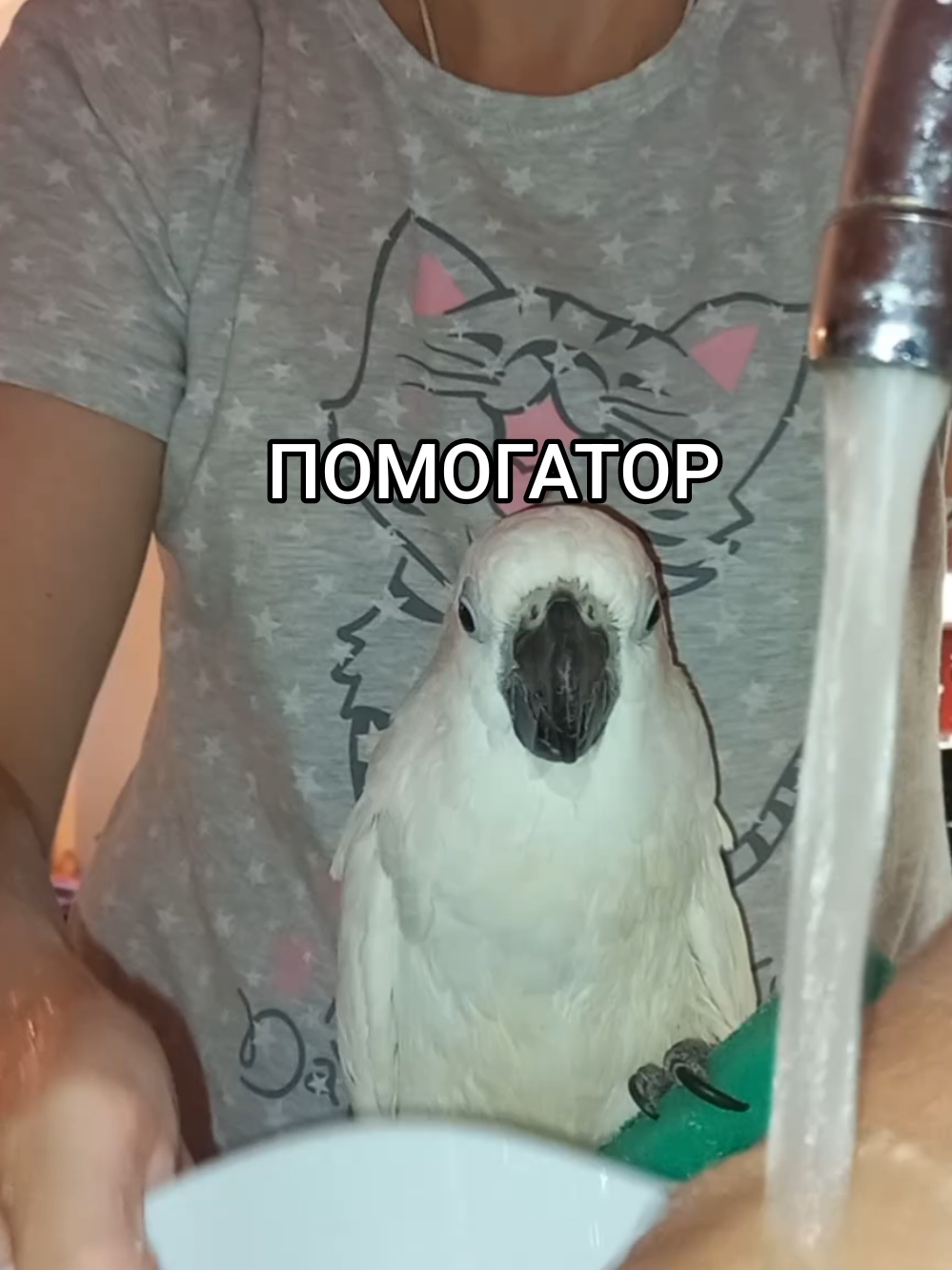 #попугай #помощник #птицы #parrot #parrotsoftiktok 