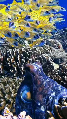 #القارئ_سيد_سعد #تلاواة_تهز_القلوب❤️ #القرآن_الكريم💞 #Qouraan🌹 #تلاوات_خاشعة🌻 @❤🌷 اذكرو ﷲ ❤ 🌷 @الشيخ عبدالله محمود النجار @Ayman Zaki @Ahmed @القرآن الكريم_𝐐𝐮𝐫𝐚𝐧 @القرآن الکریم @قران تلاوت 