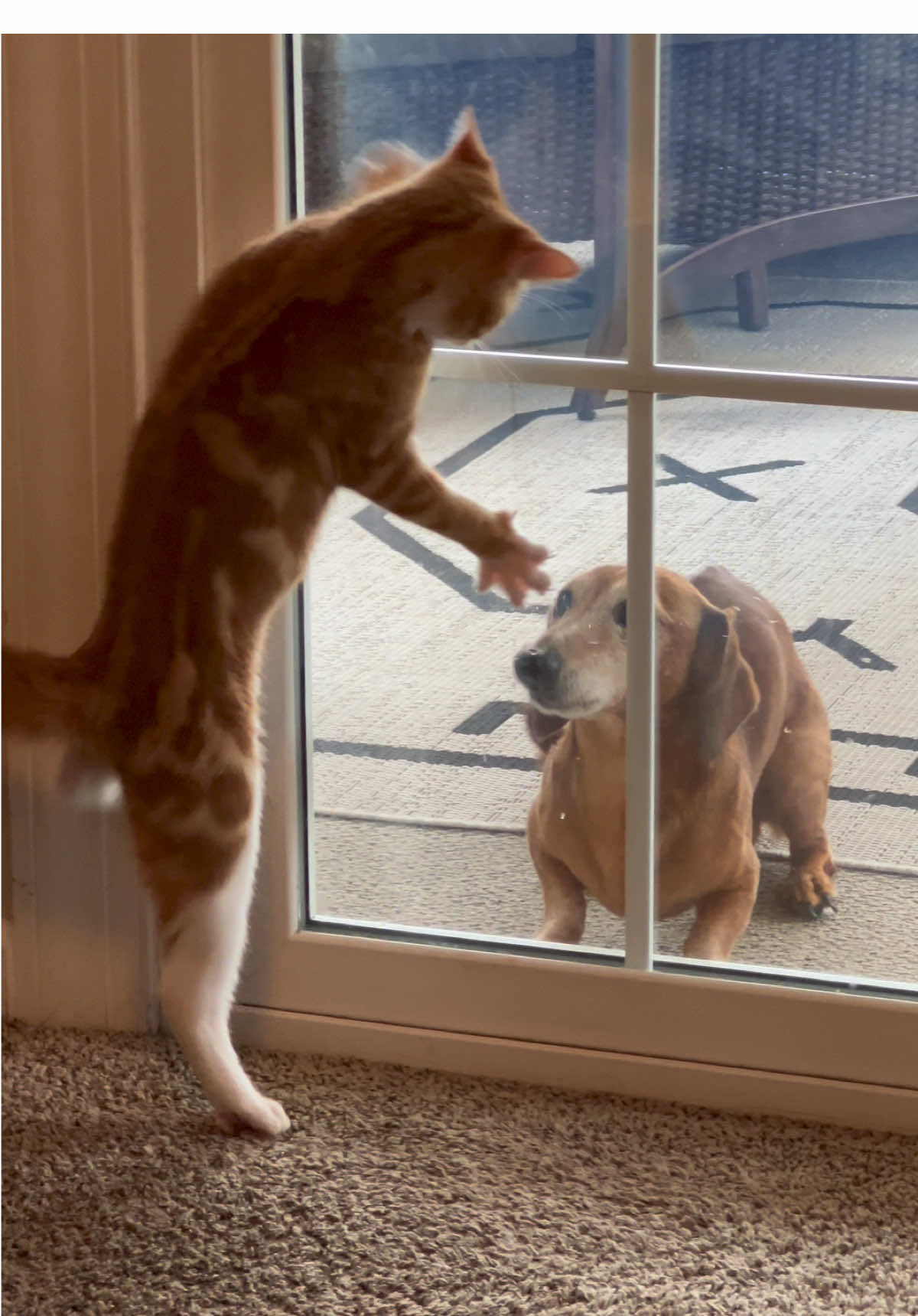 If this door wasn’t here, I swear! #catsoftiktok #dogsoftiktok #cats #dog #funnyanimals 