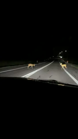 🦌 🦌                                                      #fyp #viral #deer #roadtrip #nightlife #foryou #deerpretty 