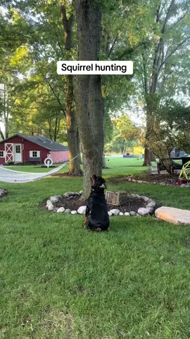Don’t stop believing you will get that squirrel #dog #pets #puppy #rottie #rottweiler #fyp #lol #crazydog #animallover #doglover #squirrel 