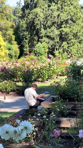 pov: you’re at the Portland Rose Garden on a random Tuesday  #rosegarden #portlandoregon #vacation #nature 