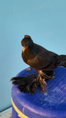 Yeni mahsüller 😉🤫 #güvercinsevdası #maşallah🧿 #kelebek #güvercinsevdası🕊️🕊️🍁 #keşfettiktok 